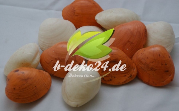 12 Muscheln (AF-0562)